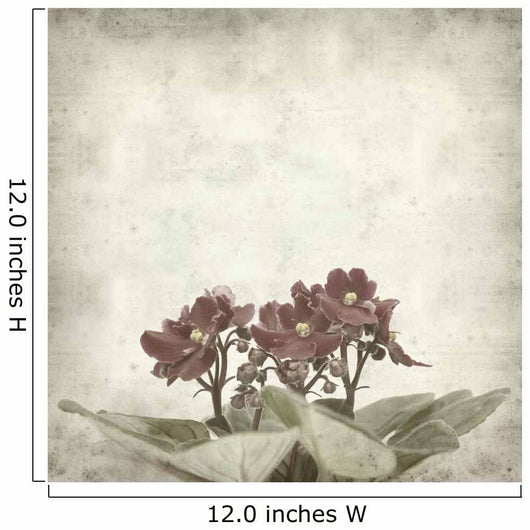 textured old paper background with african violet (saintpaulia) Wall Mural