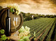 Wine and vineyard in vintage style Wall Mural