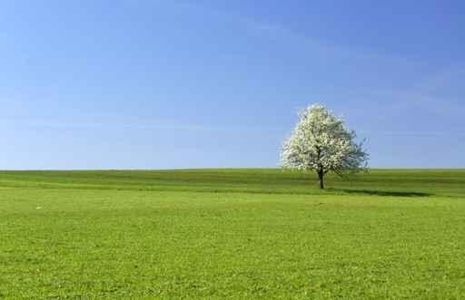 Meadow Wall Decal Design 1