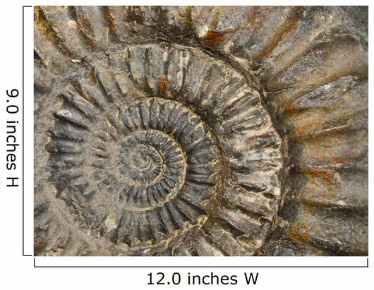 Ammonit