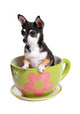 Tiny Dog in Big Tea Cup Wall Decal