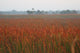 Sawgrass Morning