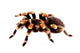 Mexican Red Knee Tarantula Wall Decal