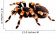 Mexican Red Knee Tarantula Wall Decal