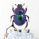 Purple Scarab Beetle Wall Decal