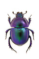 Purple Scarab Beetle Wall Decal