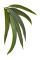 Gum Leaves Wall Decal