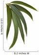 Gum Leaves Wall Decal