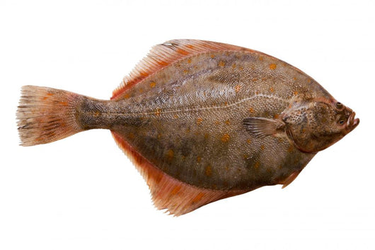 Flounder