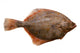 Flounder