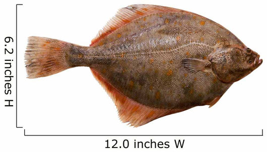 Flounder