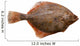 Flounder