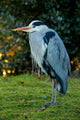 Standing Heron Wall Mural
