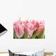 Pink Tulips