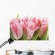 Pink Tulips