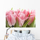 Pink Tulips