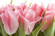 Pink Tulips