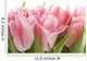 Pink Tulips