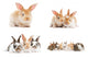 baby bunny rabbits Wall Decal