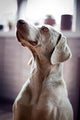 Weimeraner Dog