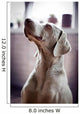 Weimeraner Dog
