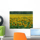 Sunflower Field 1 Wall Mural