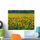 Sunflower Field 1 Wall Mural