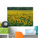 Sunflower Field 1 Wall Mural