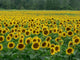 Sunflower Field 1 Wall Mural