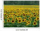 Sunflower Field 1 Wall Mural