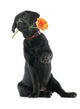 Puppy Labrador Retriever Holding