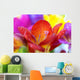 Macro Crocus Flowers Wall Mural
