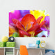Macro Crocus Flowers Wall Mural