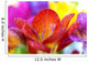 Macro Crocus Flowers Wall Mural