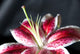stargazer lily - shallow depth of field Wall Mural