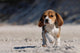 Beagle Puppy Wall Mural