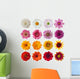 Collection Daisies Wall Decal Sticker Set