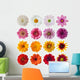 Collection Daisies Wall Decal Sticker Set