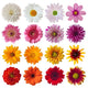 Collection Daisies Wall Decal Sticker Set