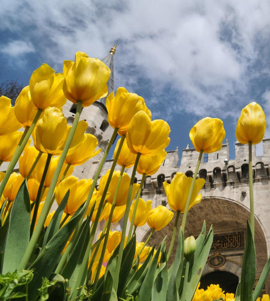 Tulips and Topkapi Palace