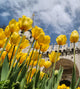 Tulips and Topkapi Palace