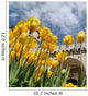 Tulips and Topkapi Palace