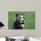 Blue Pit Bull Terrier Wall Mural