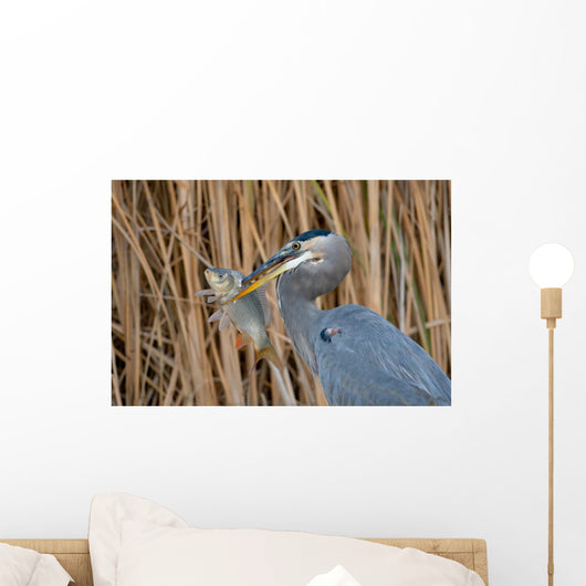 Great Blue Heron Ardea Wall Mural
