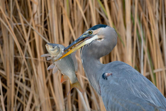 Great Blue Heron Ardea Wall Mural