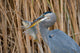 Great Blue Heron Ardea Wall Mural