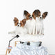 Papillon dog puppies Wall Decal