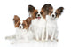 Papillon dog puppies Wall Decal