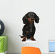 Mini Dachshund Portrait White Wall Decal