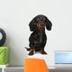 Mini Dachshund Portrait White Wall Decal